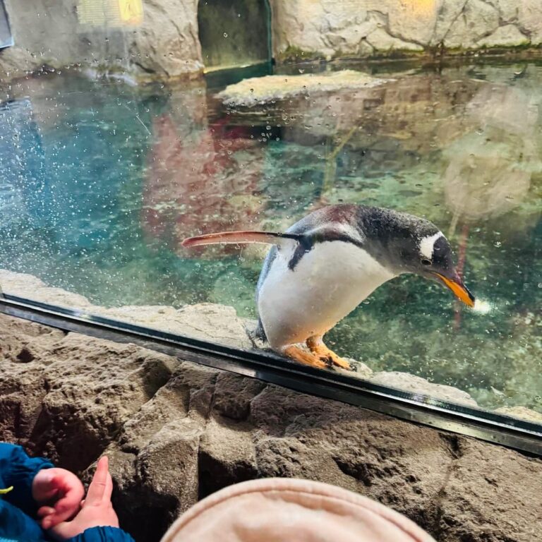 Kind beobachtet einen Pinguin hinter Glas im Zoo während eines Ausflugs der Großtagespflege Rappelkiste Hochdahl.